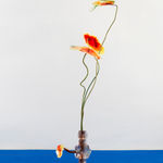 Gillian Brett, Bromus Driandus, 2022