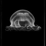 Jan C. Schlegel, Biwa with Crocodile, Kara Tribe, Ethiopia, 2009