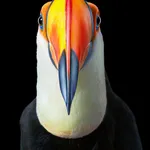 Tim Flach, Toco Toucan - Front On, 2021