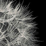 Jan C. Schlegel, Biwa with Crocodile, Kara Tribe, Ethiopia, 2009