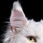 Tim Flach, White Maine Coon, 2025