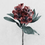 Vee Speers, Untitled #18, 2007