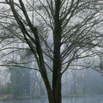 Vee Speers, Untitled #9, 2020