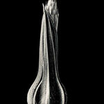 Jan C. Schlegel, Biwa with Crocodile, Kara Tribe, Ethiopia, 2009