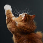 Tim Flach, White Maine Coon, 2025