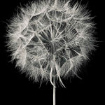 Jan C. Schlegel, Biwa with Crocodile, Kara Tribe, Ethiopia, 2009