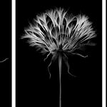 Jan C. Schlegel, Biwa with Crocodile, Kara Tribe, Ethiopia, 2009