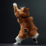 Tim Flach, White Maine Coon, 2025