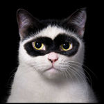 Tim Flach, White Maine Coon, 2025