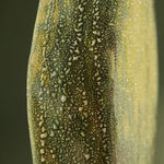 Eunsol Kim, 'Condensation' Series, Set of Three Glazed Ceramic Sculptures in Green, The Netherlands, 2025