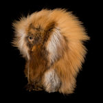 JOSEPHIE ACULIAK (1910-1968) INUKJUAK (PORT HARRISON), Curled Hare, Scenting Danger, 1960