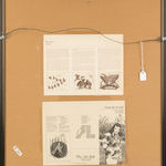 Possibly ANNIE ALlKASHUAK SEWOEE (1936-) ARVIAT (ESKIMO POINT), Friends Observing Wildlife, May 1989