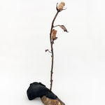 Tyler Christopher Brown, It’s been a long time coming, 2024