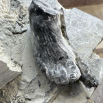 DOROTHY CROSS, Capital, 2025