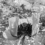 DAYANITA SINGH, Passion II, 2024