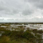 JOHN RIDDY, New York (Black Star 1–5), 2016