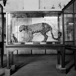 DAYANITA SINGH, Wildlife of India, 2024