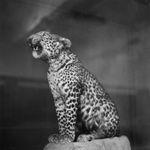 DAYANITA SINGH, Wildlife of India, 2024