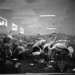 DAYANITA SINGH, Wildlife of India, 2024