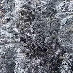 Santeri Tuori, Immediate Nature 7⎜ Bella, 2025