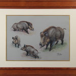 Joseph Oberthür, Etude de sanglier