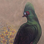 Gaston Suisse, Touraco