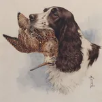 Boris Riabouchinsky, Spaniel à la bécasse