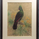 Gaston Suisse, Touraco