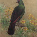 Gaston Suisse, Touraco