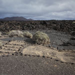 MARION TAMPON-LAJARRIETTE, Mundus (I) , 2017