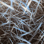 Hom Nguyen, Human Blue, 2025