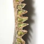 LINE VAUTRIN, 'CHARDON' MIRROR, 1955