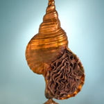 Julie Hamisky, Miroir « Bananas », 2025