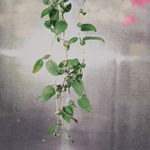 David Hartt, The Garden (Platycerium bifurcatum / Lund, Sweden / May 26, 2023), 2023