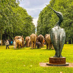 Paul Harvey, White Dove