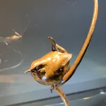 Nick Bibby, Wren IV, 2026