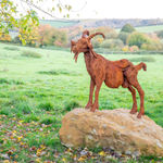 Paul Harvey, White Dove