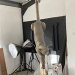 Paul Harvey, White Dove