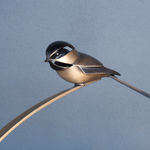 Carl Longworth, Poise