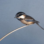 Carl Longworth, Poise