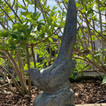 Paul Harvey, White Dove