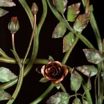 Brendon Murless, Reach II