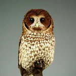 Jamie Lord, Solstice - Barn Owl, 2025