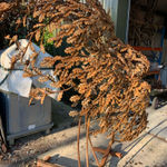 Paul Harvey, White Dove, 2023