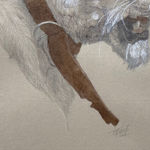 Graphite, pen, and ink drawing of a lion with a tracking collar