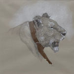 Graphite, pen, and ink drawing of a lion with a tracking collar