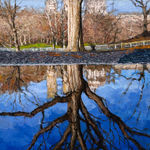 Landscape of a tree in a park reflecting in water