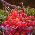 Still life painting of cherries