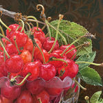 Still life painting of cherries