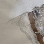 Graphite, pen, and ink drawing of a lion with a tracking collar